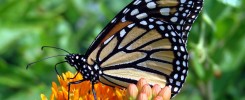 picture of a butterfly wing
