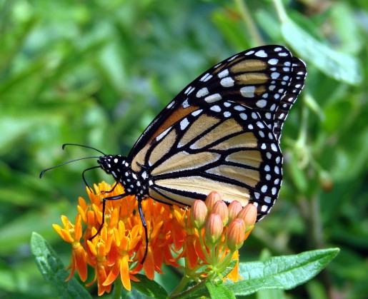 picture of a butterfly wing
