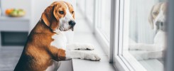 dog waiting at window