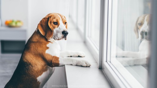 dog waiting at window
